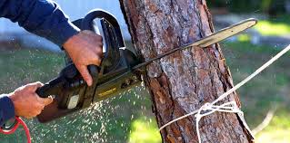 Reliable Winter Springs, FL  Tree Services Solutions