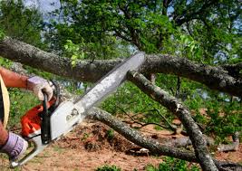 Leaf Removal in Winter Springs, FL